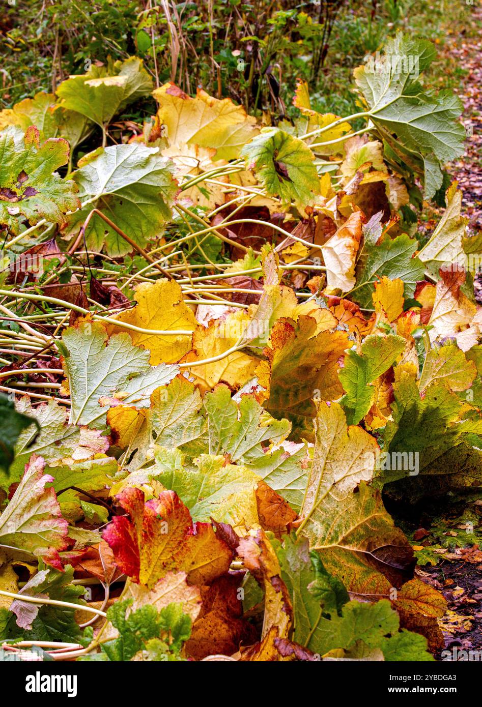 Butterbur géant grandes feuilles de la rhubarbe japonaise en automne à Dundee Caird Park, en Écosse Banque D'Images