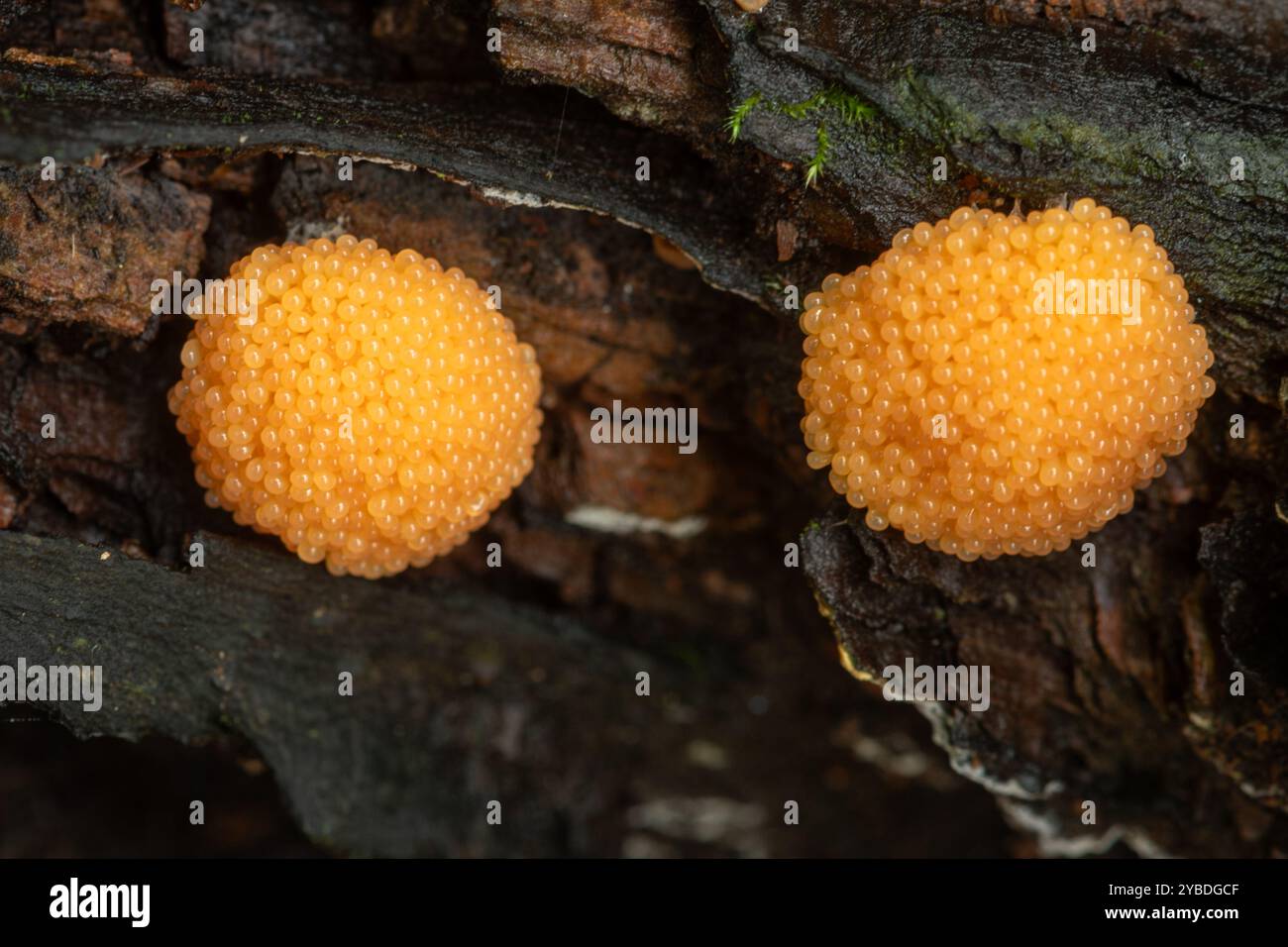 Moisissure (moisissure) corps fruitiers probablement Tubifera ferruginosa sur bois mort dans les bois, Surrey, Angleterre, Royaume-Uni, pendant l'automne Banque D'Images