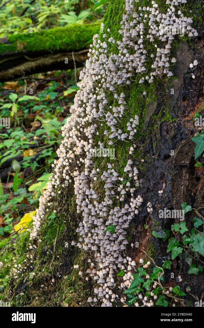 Champignons de la calotte encrière de fée (Coprinellus disséminatus) poussant en grand groupe sur un tronc d'arbre dans les bois pendant l'automne, Angleterre, Royaume-Uni Banque D'Images