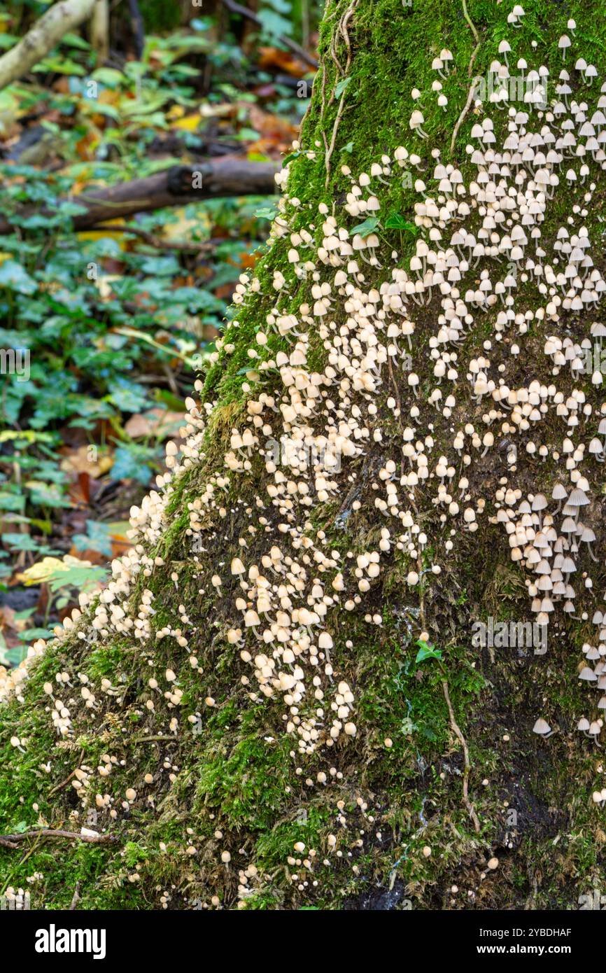 Champignons de la calotte encrière de fée (Coprinellus disséminatus) poussant en grand groupe sur un tronc d'arbre dans les bois pendant l'automne, Angleterre, Royaume-Uni Banque D'Images