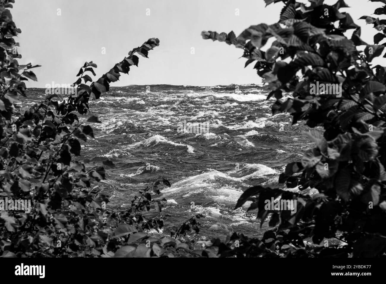 Les vents forts et le courant créent des vagues agitées contre le rivage, entourées de verdure dans la rivière Niagara Banque D'Images