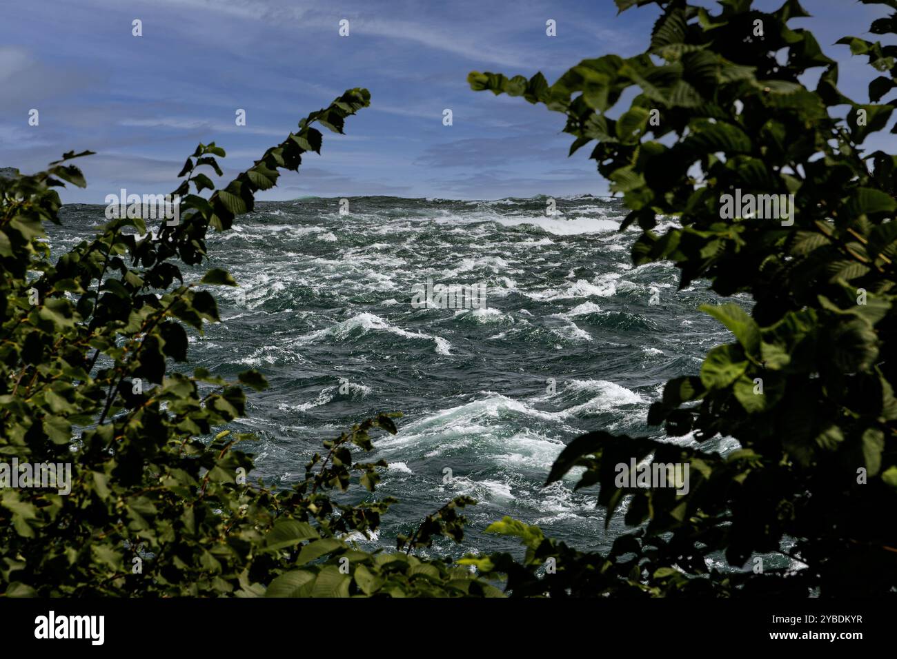 Les vents forts et le courant créent des vagues agitées contre le rivage, entourées de verdure dans la rivière Niagara Banque D'Images