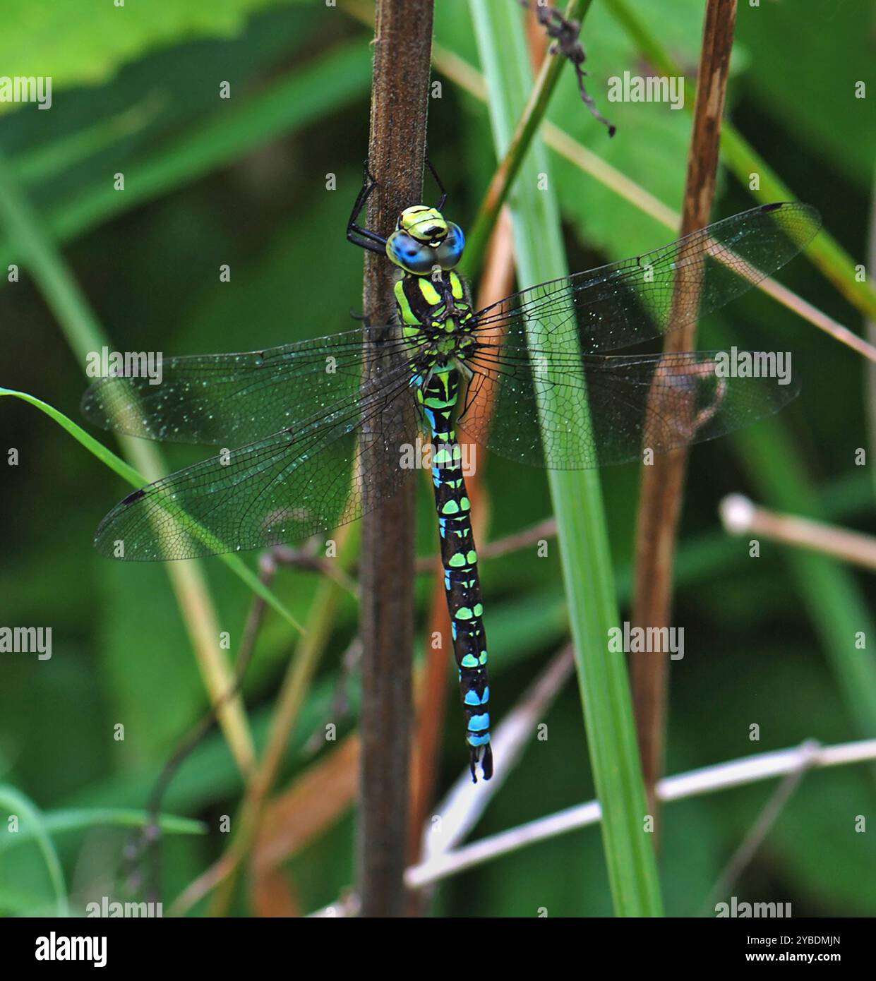 Une libellule mâle Hawker du Sud de couleur vive, Aeshna Cyanea, reposant sur la végétation par un après-midi très chaud. Gros plan et bien focalisé. Banque D'Images