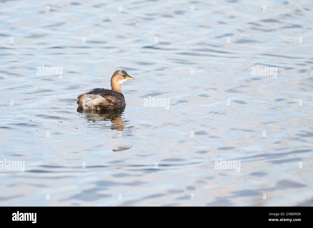 Petit grebe (Tachybaptus ruficollis), adulte en plumage hivernal nageant dans un grand lac Banque D'Images