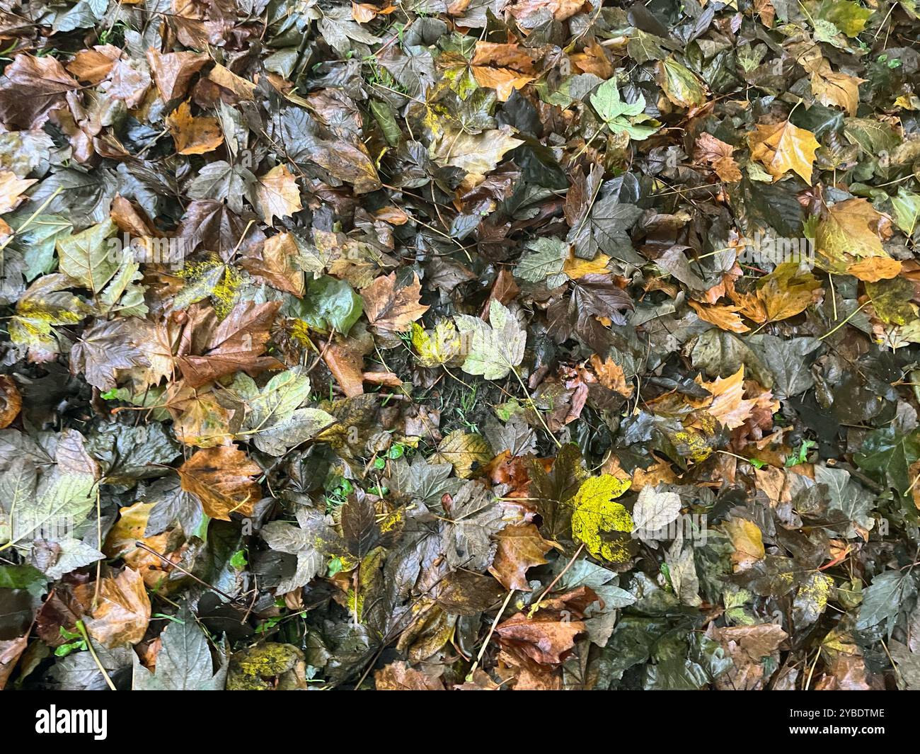 Feuilles d'automne sur marbre - Image de stock capturée avec un smartphone