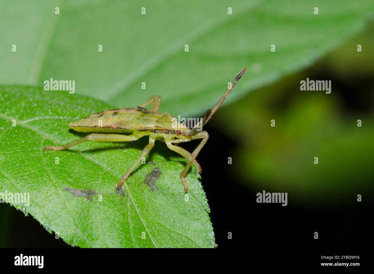 Insecte à pieds feuilles, Piezogaster sp., nymph Banque D'Images