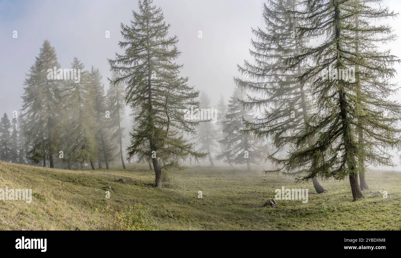 Paysage avec une forêt de sapins engloutie par la brume nuageuse basse en montagne, tourné dans la lumière d'automne à Pian dell'Alpe, Turin, Italie Banque D'Images