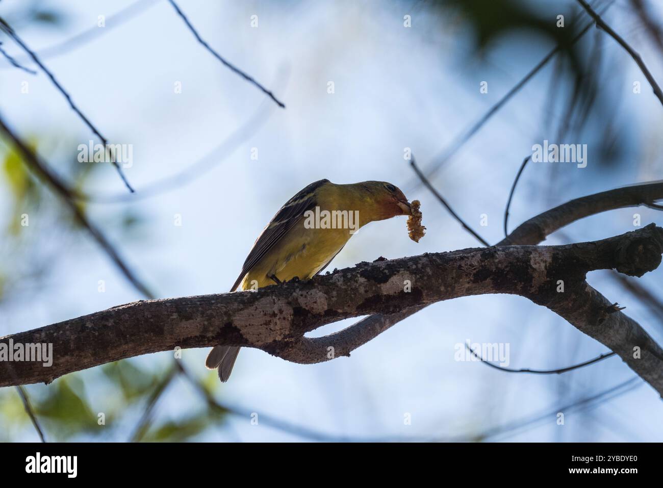 Oriole (icterus pustulatus) perchée dans un arbre près de Sumidero, État du Chiapas, Mexique Banque D'Images