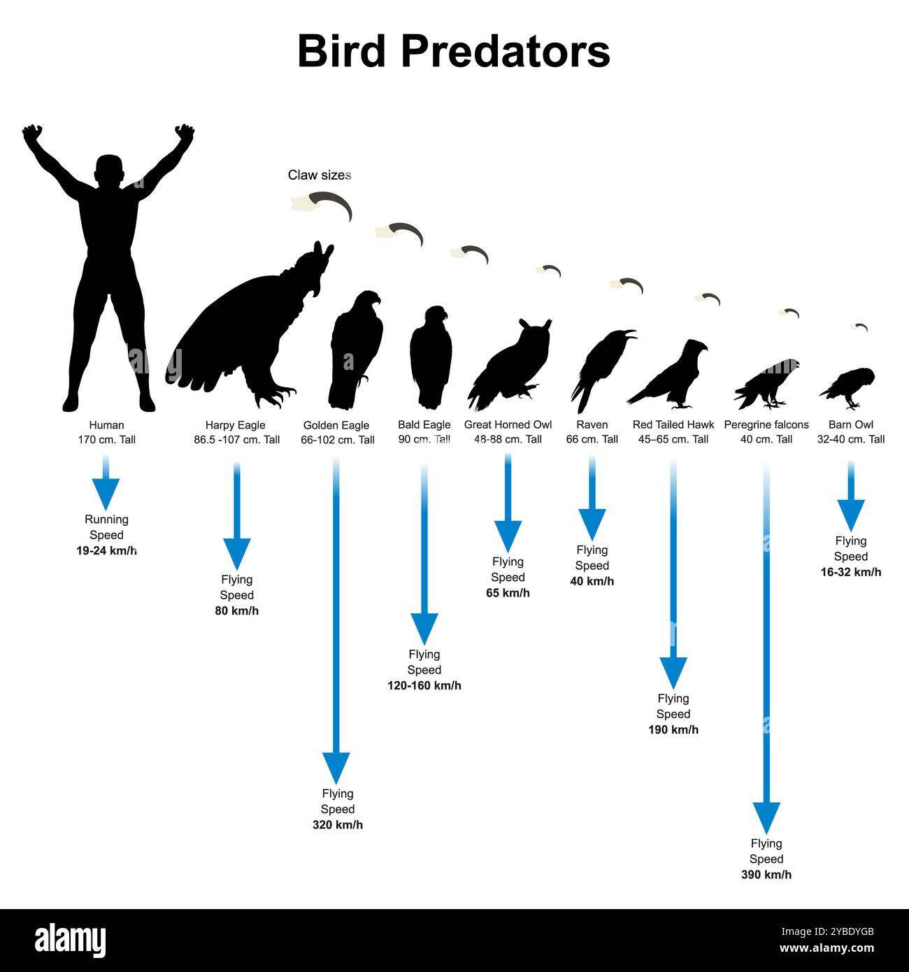 Silhouette d'oiseau. Oiseaux prédateurs qui volent rapidement et ont des griffes pour attraper sa proie. Banque D'Images