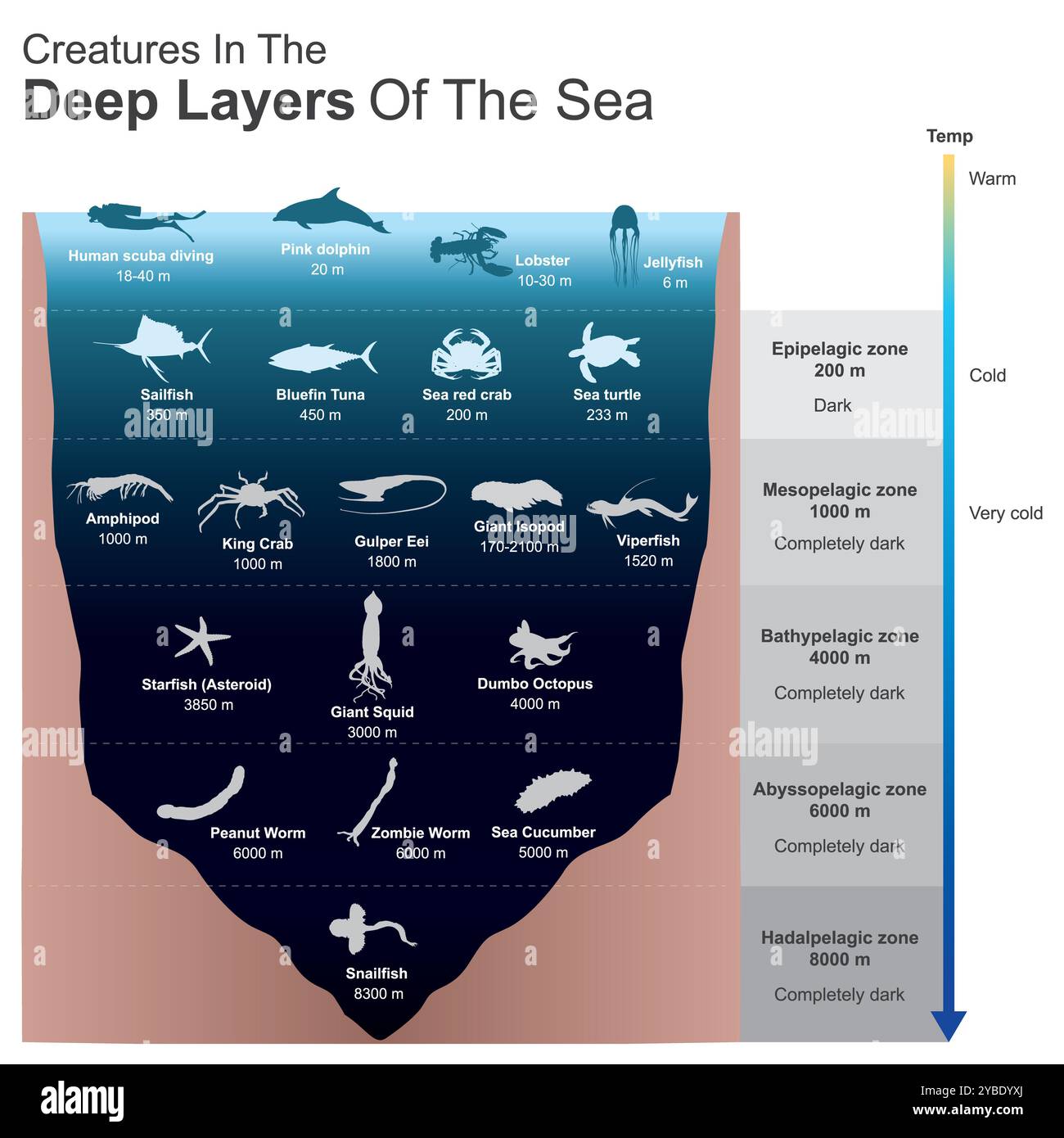 Créatures dans les couches profondes de la mer. Échantillon de créatures sous la mer profonde complètement sombre. Banque D'Images