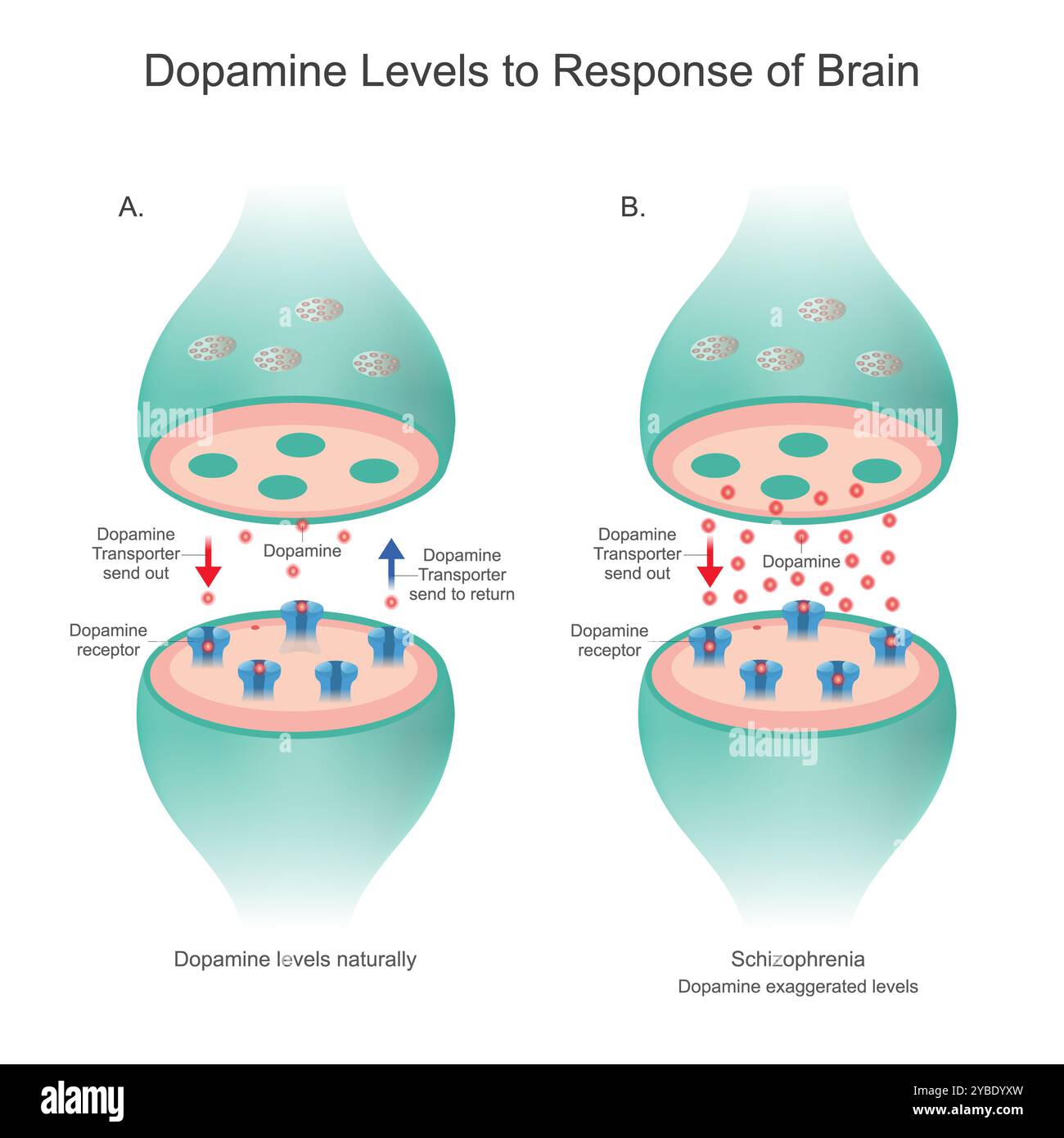 Taux de dopamine à la réponse du cerveau. Dopamine naturellement et dopamine chez le patient. Banque D'Images