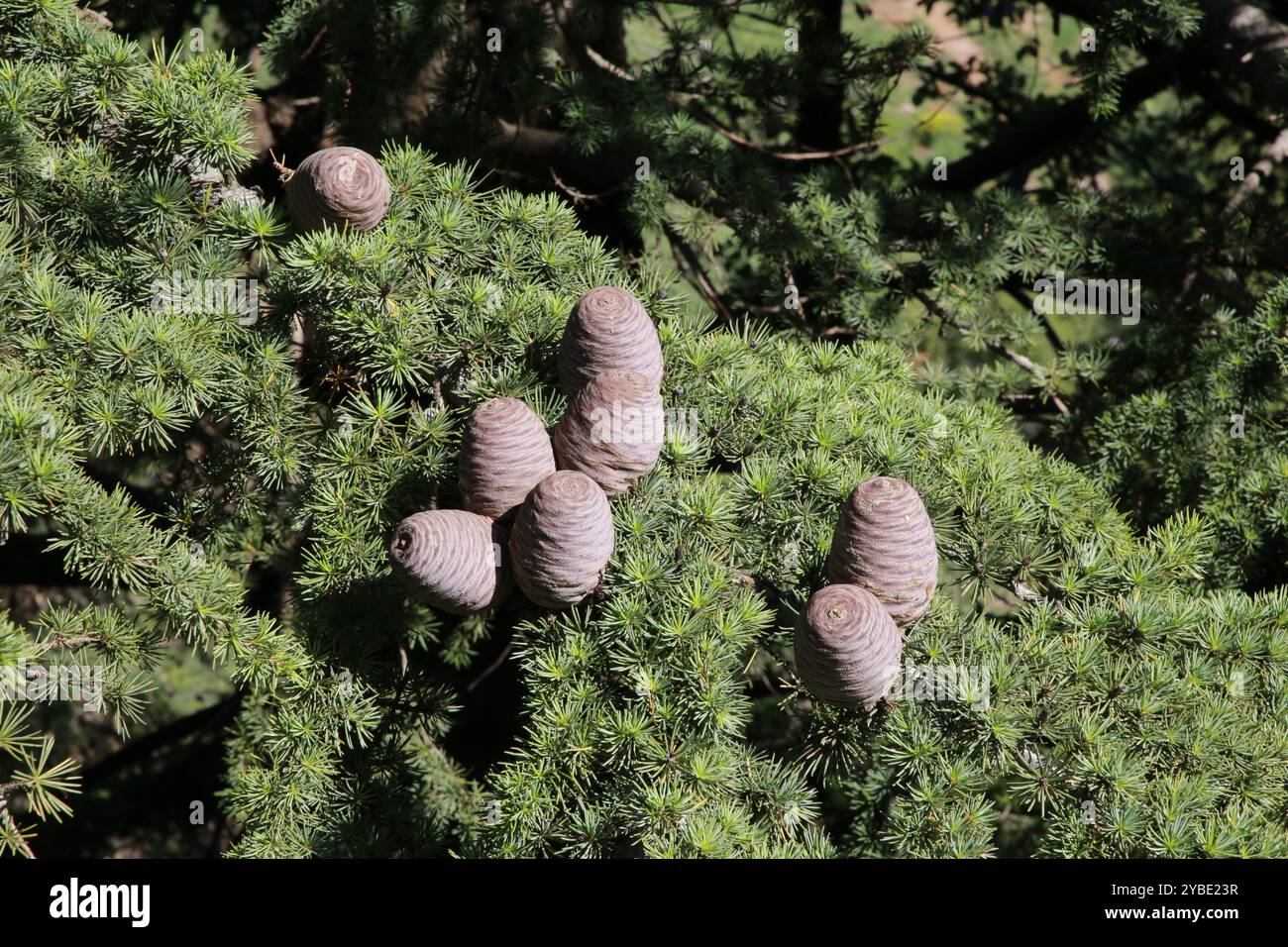 Cedar Branch Conifers, Barouk, Liban Banque D'Images