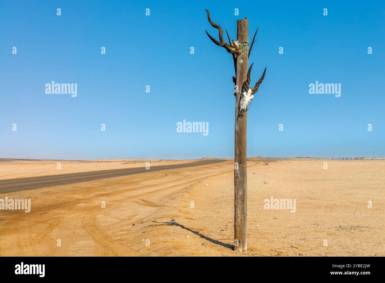 Crânes d'animaux avec des cornes sur un poteau en bois sur la côte squelette, paysage de Namibie, Afrique Banque D'Images