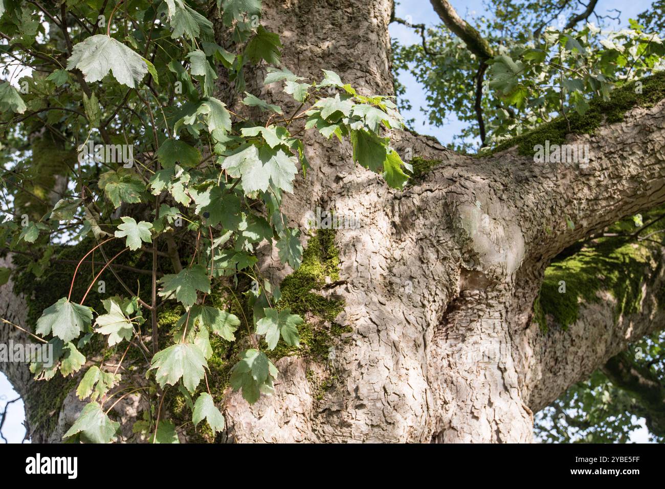 Identification des arbres et incertitude quant à ce qu'est exactement ce magnifique arbre. Situé dans un champ à l'arrière de St Peter's, Coniston Cold. Banque D'Images