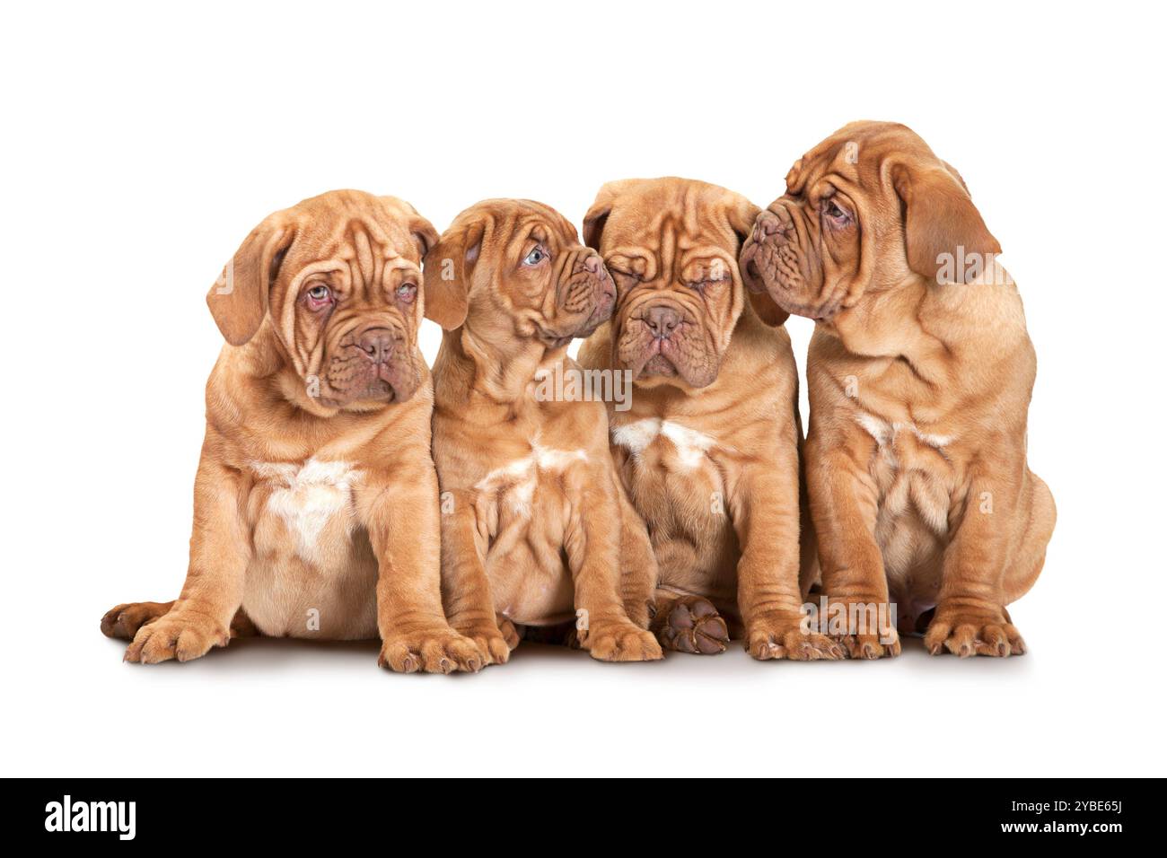 Chiots de race Mastiff français de neuf mois isolés sur fond blanc Banque D'Images