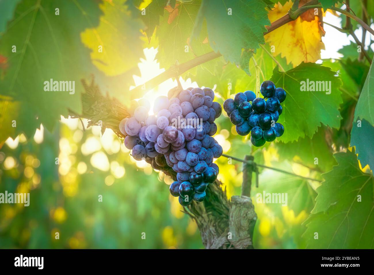 Raisin et vigne dans le vignoble du Chianti et soleil. Gros plan avant les vendanges. Toscane, Italie Banque D'Images