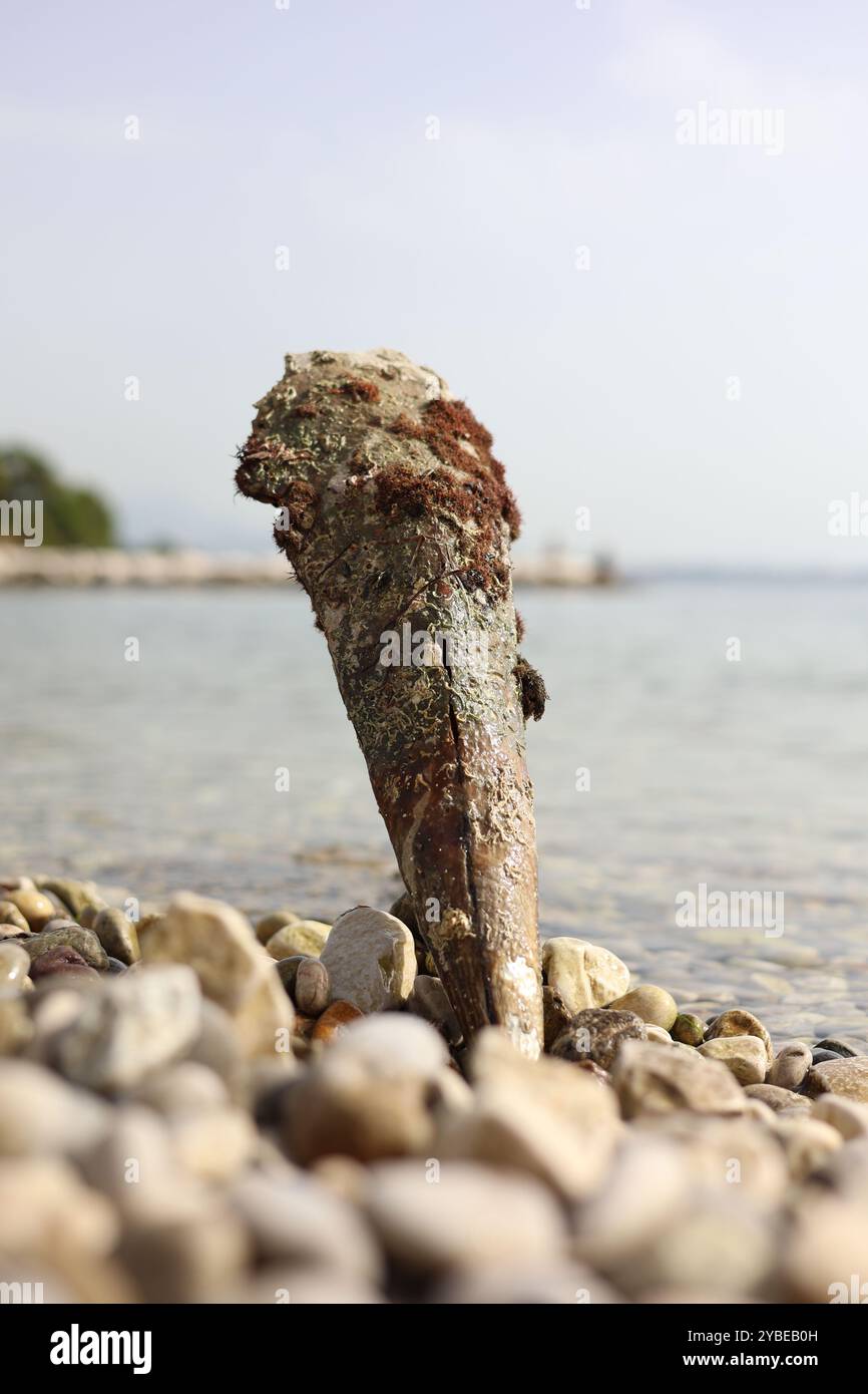 Kastela, Croatie. 18 octobre 2024. Une coquille de stylo noble (lat. Pinna Nobilis) est vue à la plage de Kastela, Croatie, le 18 octobre 2024. Photo : Ivana Ivanovic/PIXSELL crédit : Pixsell/Alamy Live News Banque D'Images