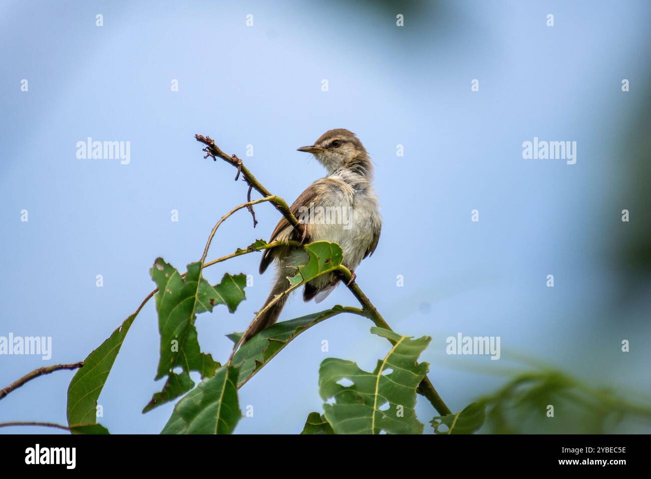 Prinia flanked (Prinia subflava ) - Kampala Ouganda Banque D'Images