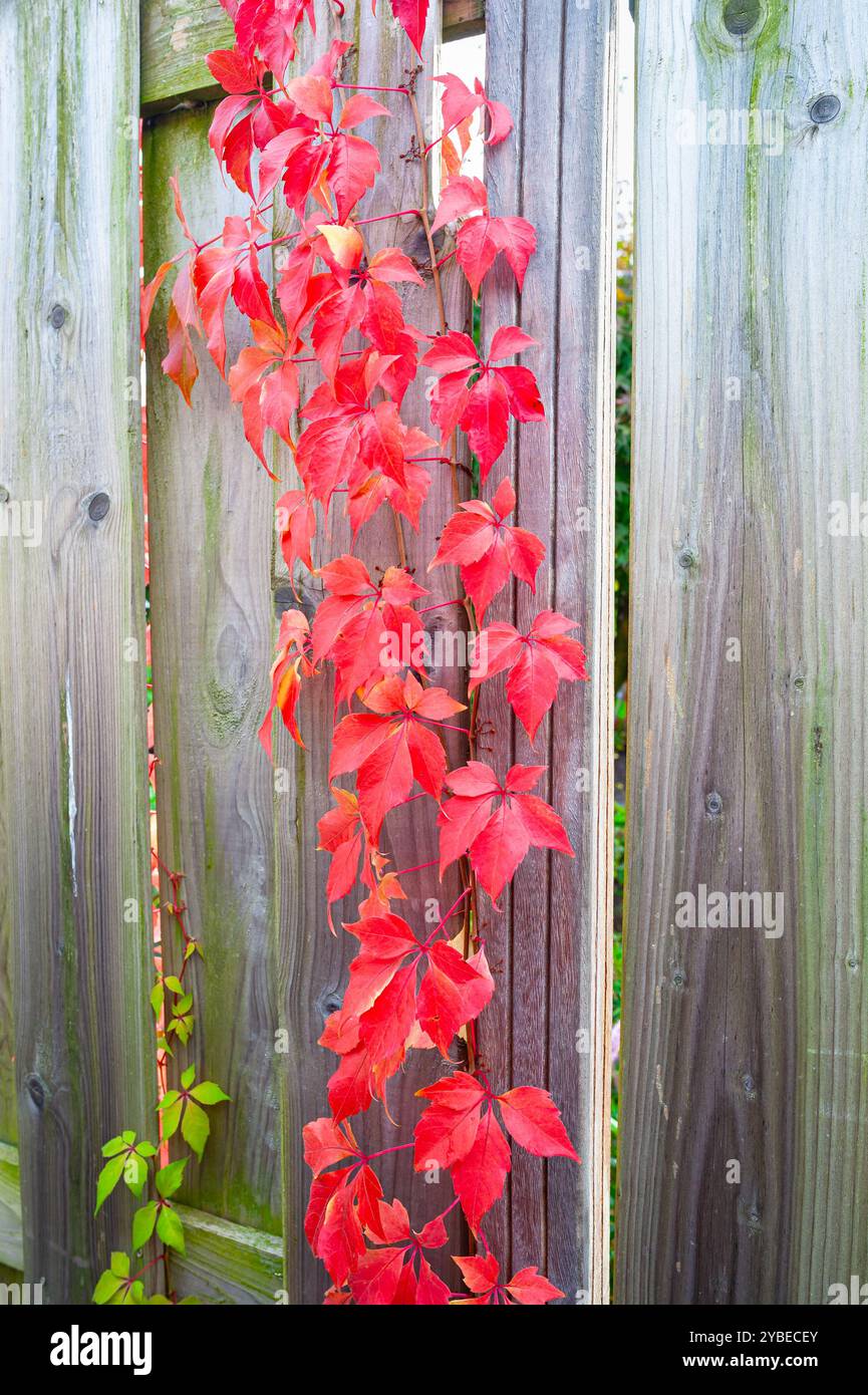 Image contrastée des feuilles rouges d'un crampon de Virginie (Parthenocissus quinquefolia) grimpant sur une clôture en bois en automne. Banque D'Images