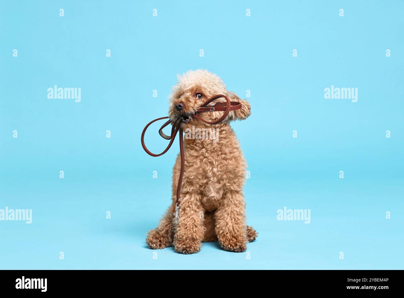 Marcher avec le chien. Mignon Maltipoo avec laisse sur fond bleu clair Banque D'Images