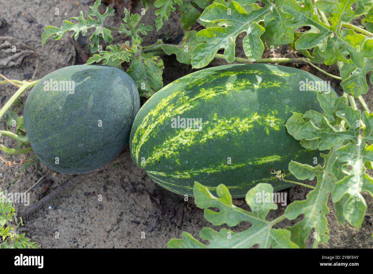 Pastèques vertes et vert foncé poussant sur la vigne dans un jardin par une journée ensoleillée. Concept de jardinage biologique et de fruits d'été cultivés sur place Banque D'Images