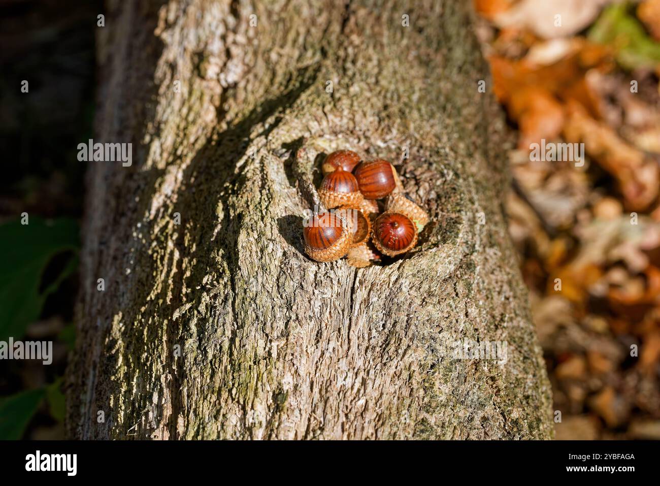 Acorn. Dans de nombreux endroits, il y a beaucoup de glands qui tombent du chêne en automne, qui fournissent de la nourriture à de nombreux animaux et oiseaux. Banque D'Images
