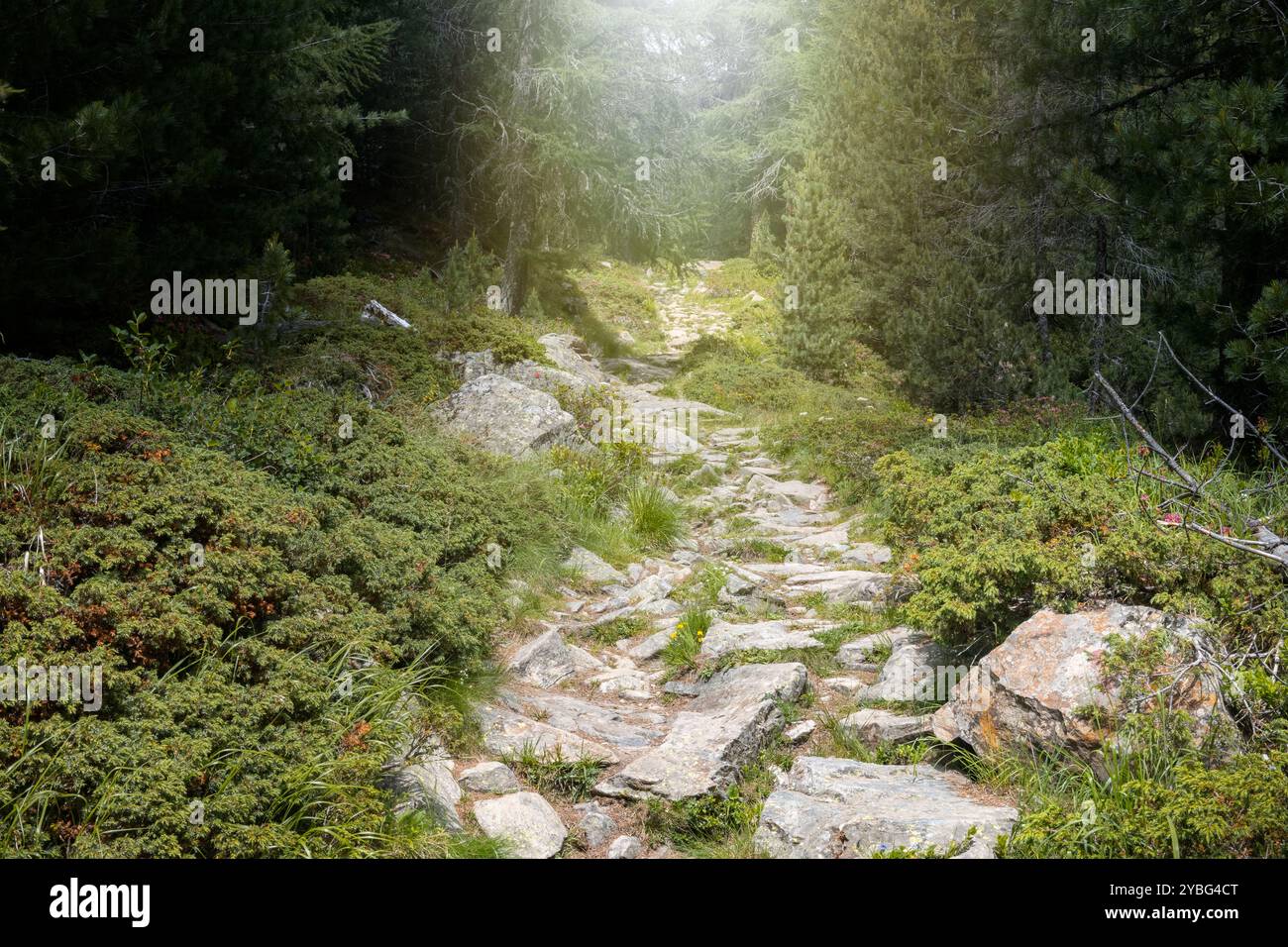Sentier rocheux ensoleillé menant à une dense forêt de pins, région de Monte Rosa, Suisse Banque D'Images
