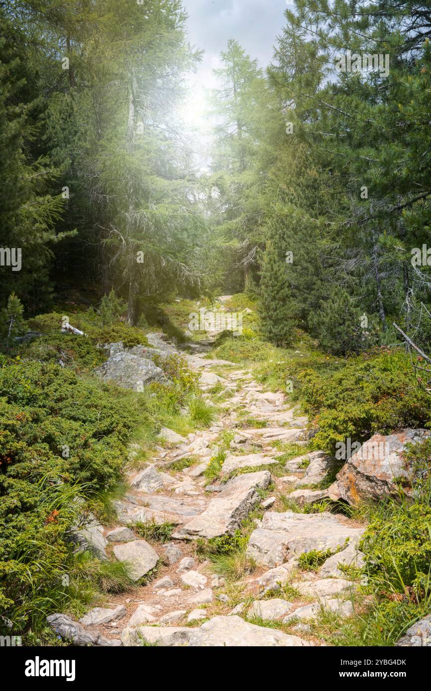 Sentier rocheux ensoleillé menant à une dense forêt de pins, région de Monte Rosa, Suisse Banque D'Images