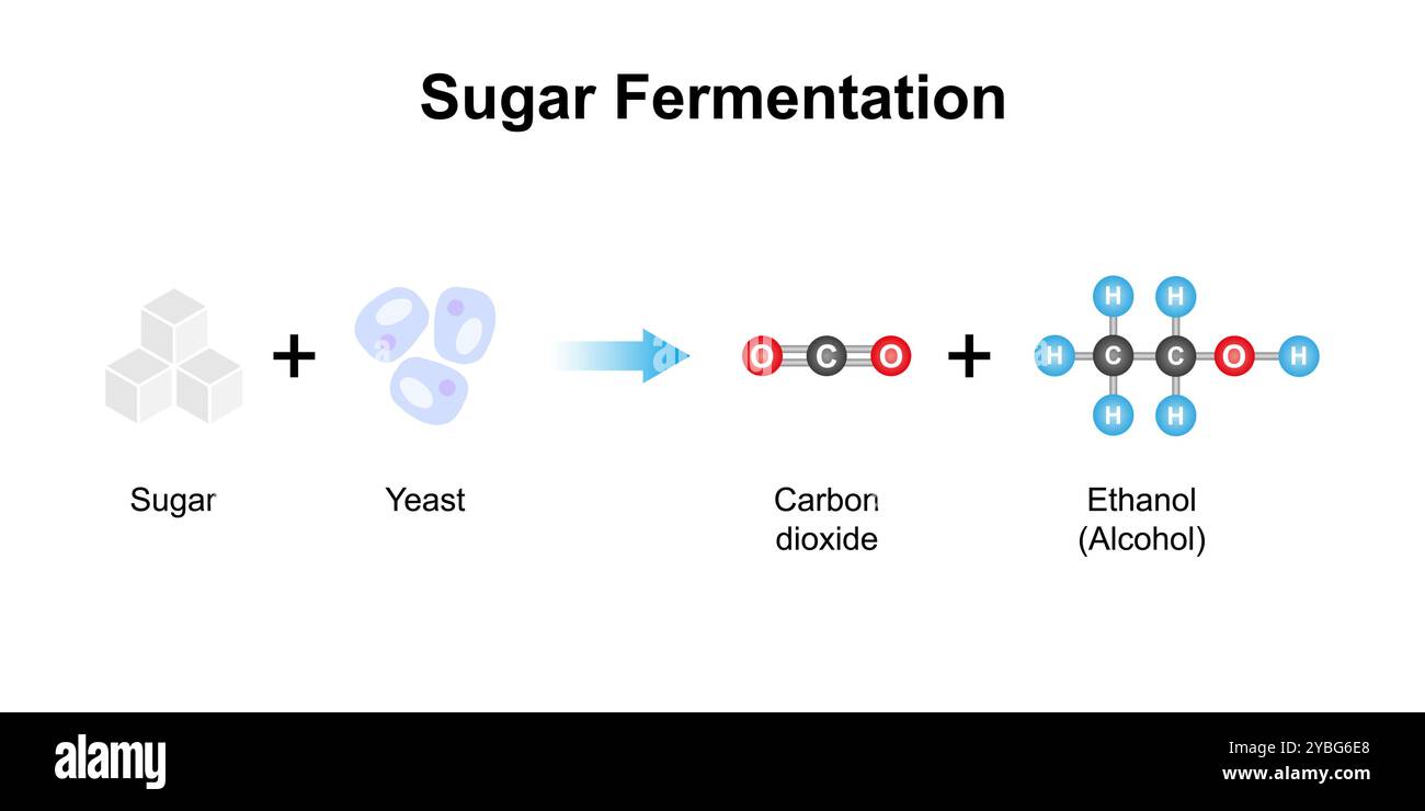 Fermentation du sucre, illustration. Banque D'Images