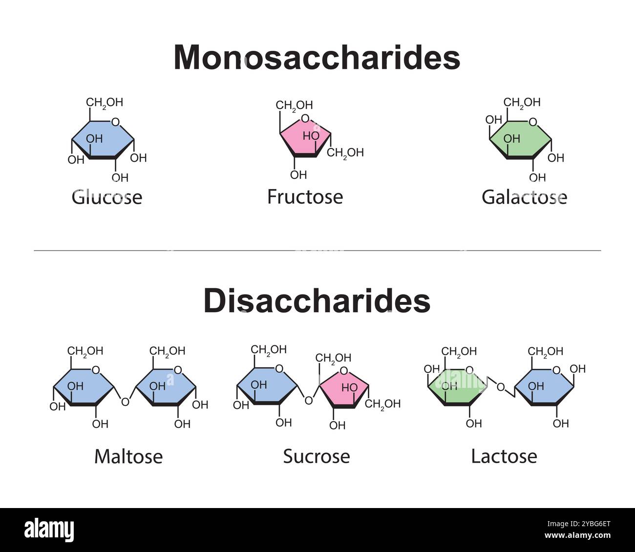 Monosaccharides et disaccharides, illustration. Banque D'Images