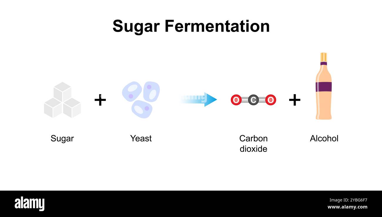 Fermentation du sucre, illustration. Banque D'Images