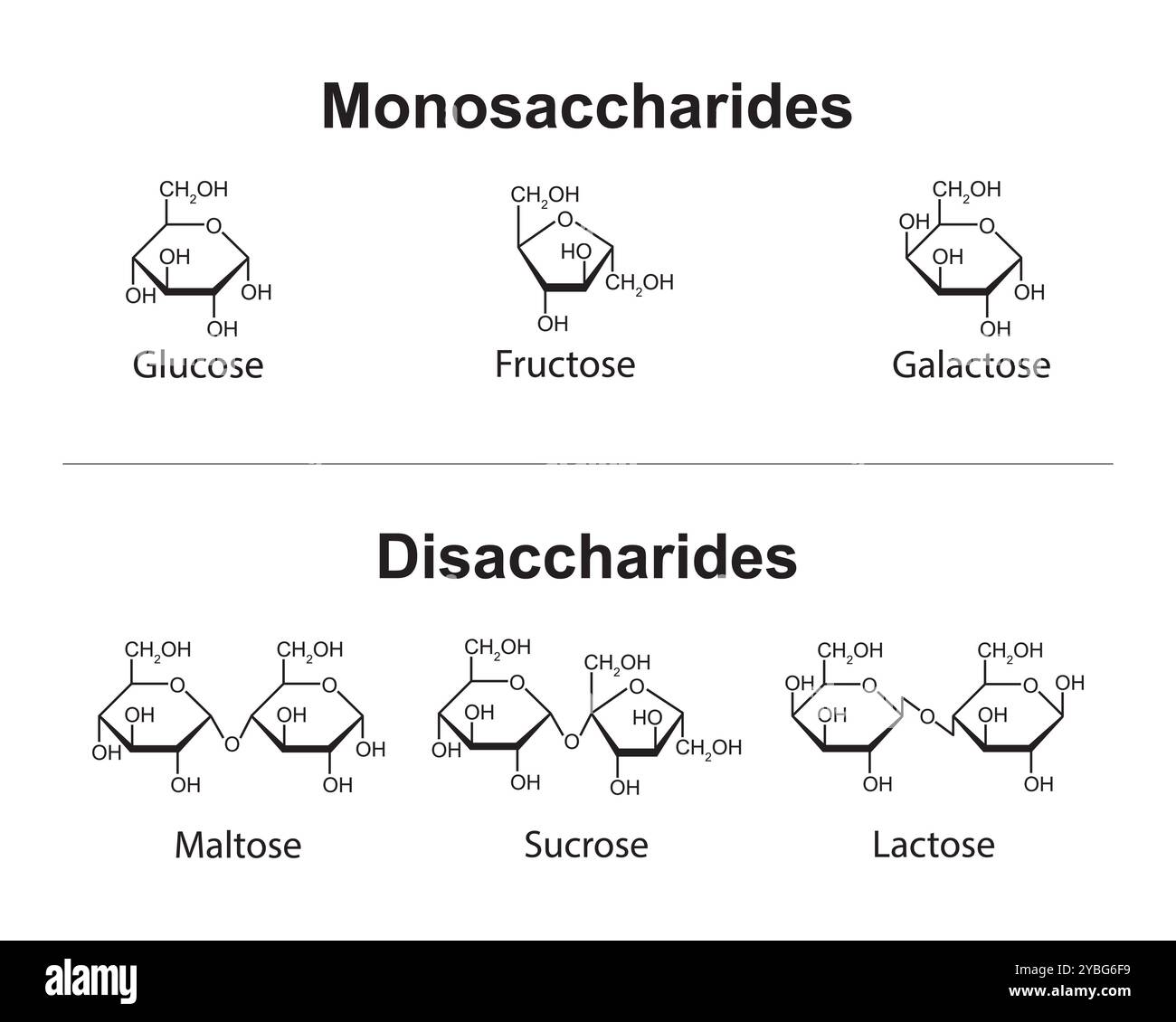 Monosaccharides et disaccharides, illustration. Banque D'Images