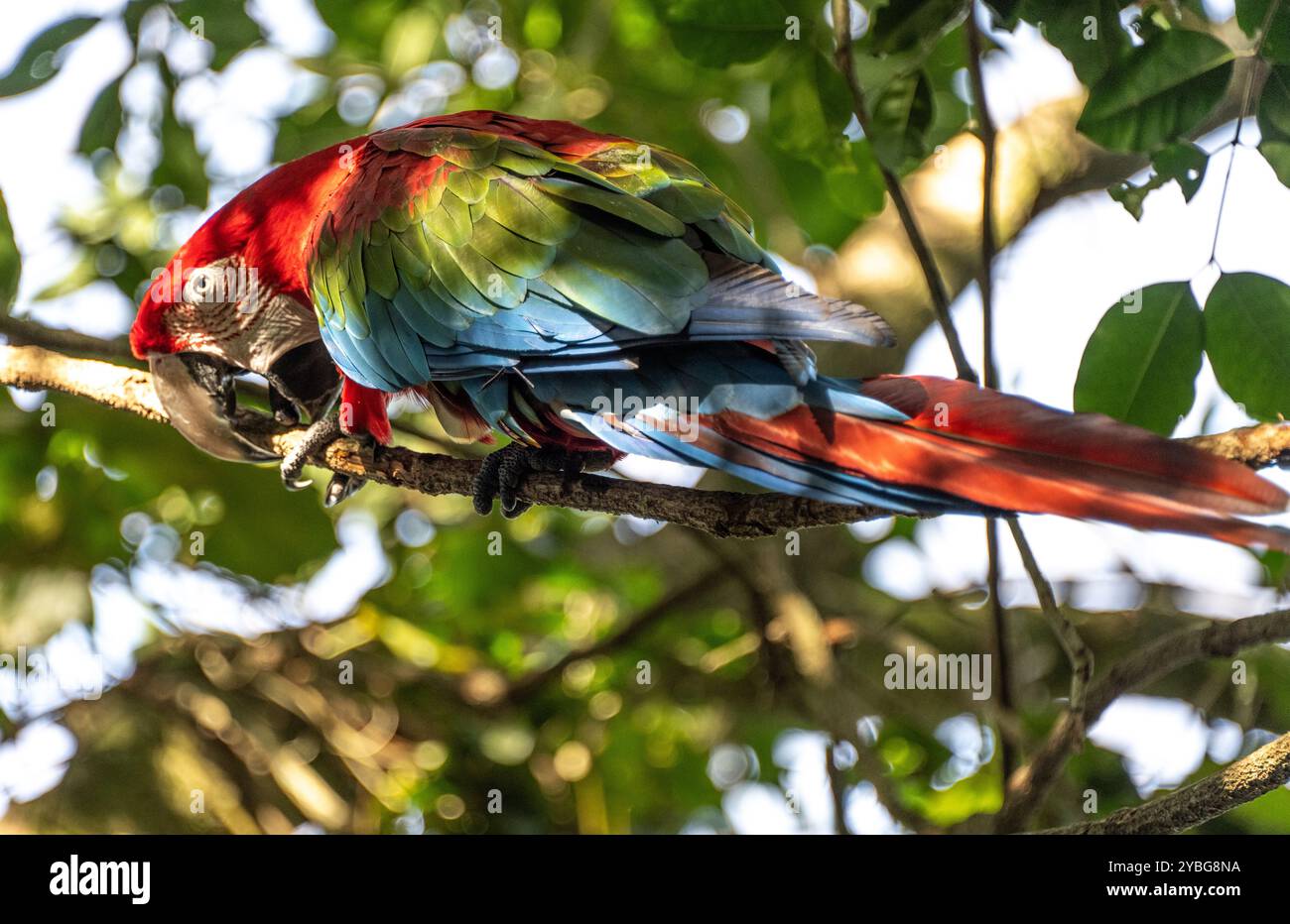 Macaw aux ailes vertes à la volière Birds of Eden en Afrique du Sud Banque D'Images