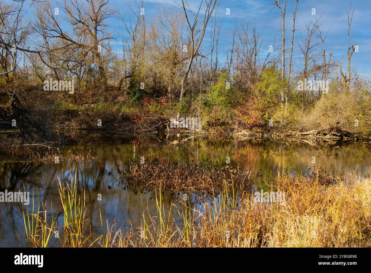 Un étang à l'automne. Banque D'Images