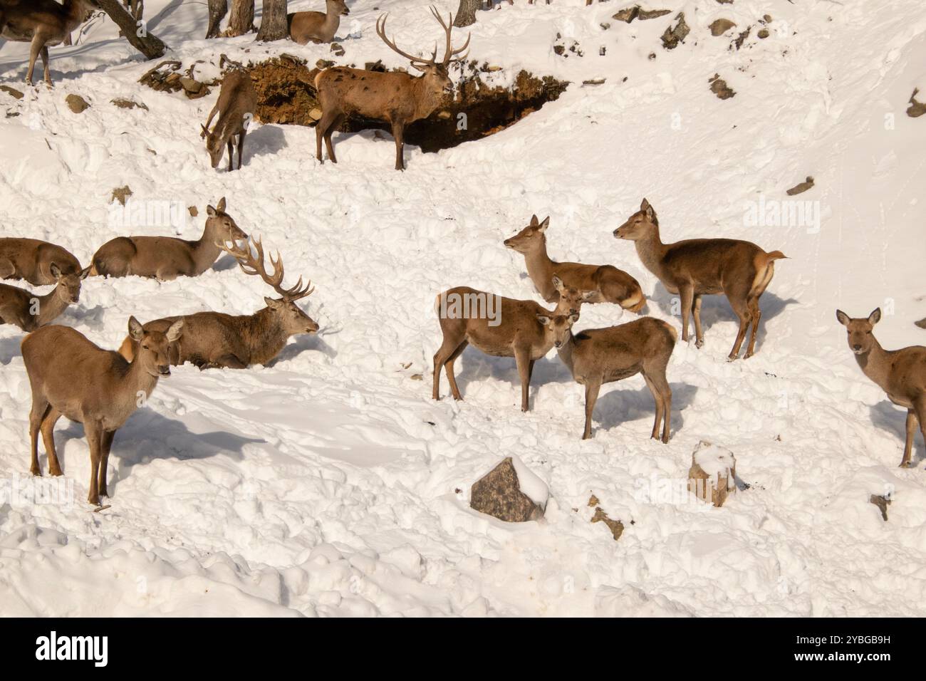 Un troupeau de cerfs Whitetail en hiver. Banque D'Images