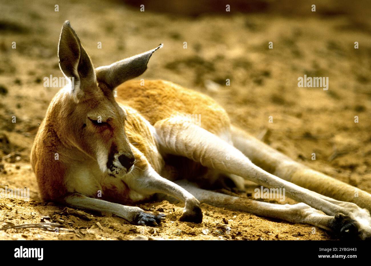 Kangourou rouge (taureau) posé sur le sol, Australie Banque D'Images