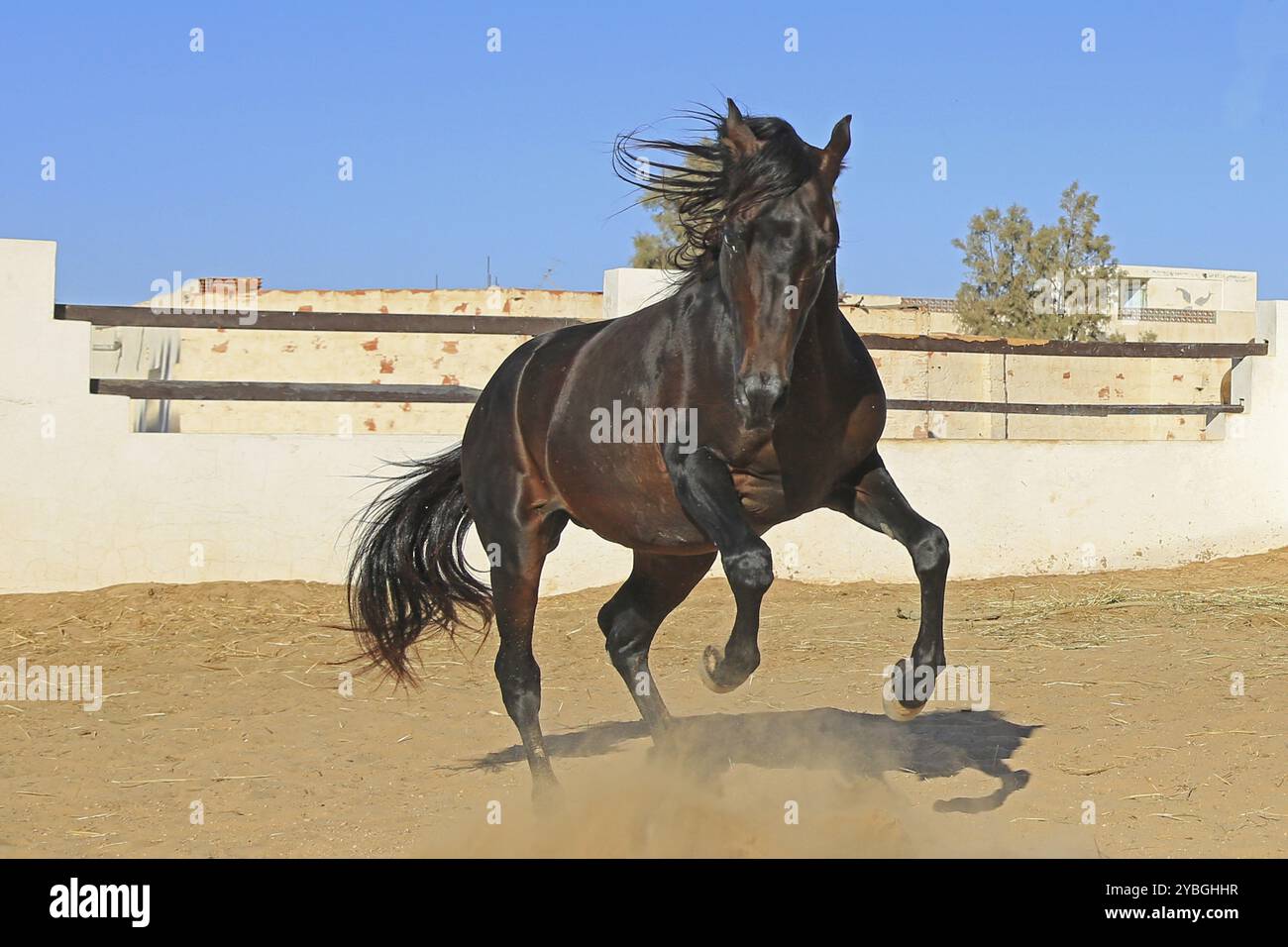 Cheval berbère, Djerba, Tunisie, Berbère, Afrique Banque D'Images