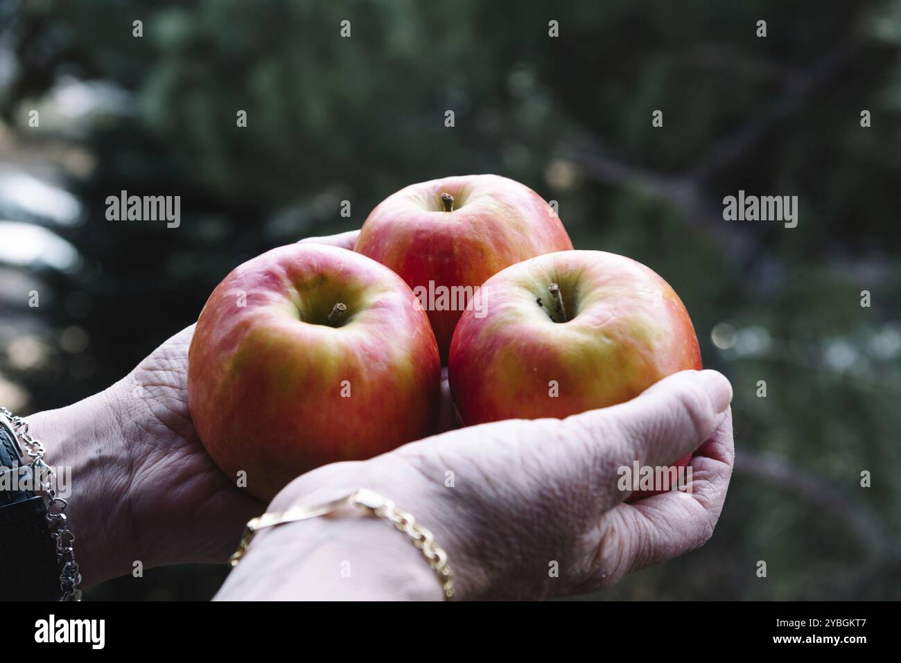 Mains de femme tenant trois pommes rouges. L'espace pour copier Banque D'Images