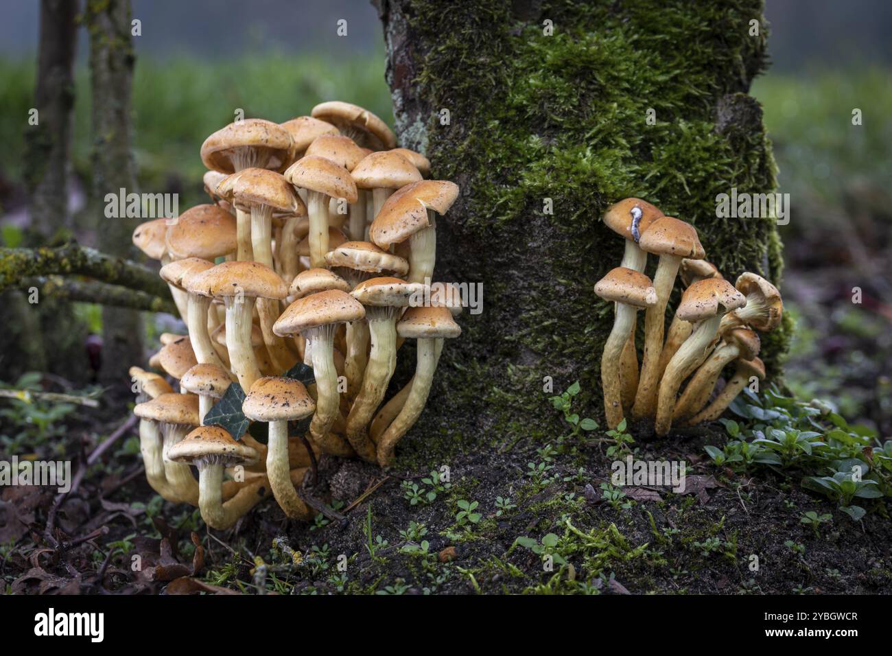 Champignons orange jaune sous une haie dans l'est des pays-Bas Banque D'Images
