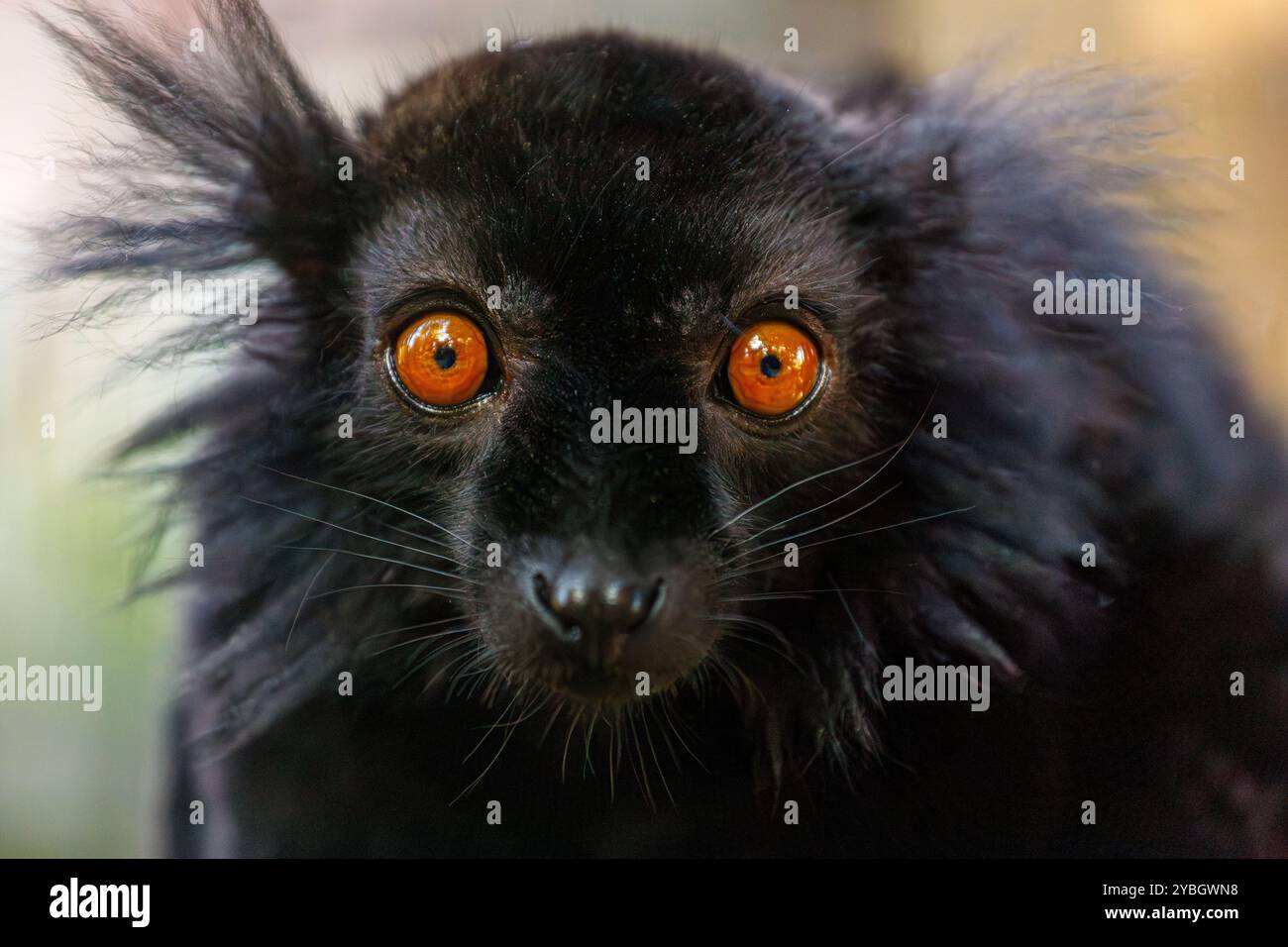 Portrait du lémurien noir mâle adulte, Eulemur macaco Banque D'Images