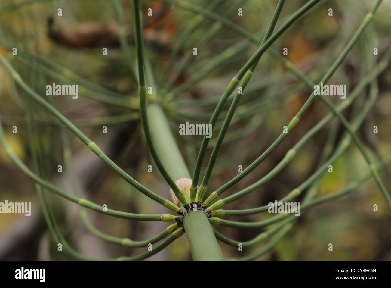 Une plante avec de fines vrilles vertes qui s'étirent vers l'extérieur, lui donnant un aspect délicat. Banque D'Images