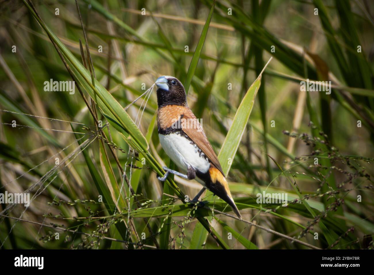 Un mannikin à la poitrine de châtaigne perché sur l'herbe Banque D'Images