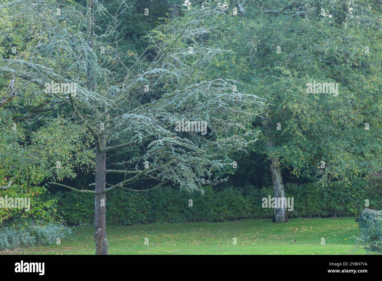 Blue Atlas Cedar Tree, Cedrus atlantica Banque D'Images