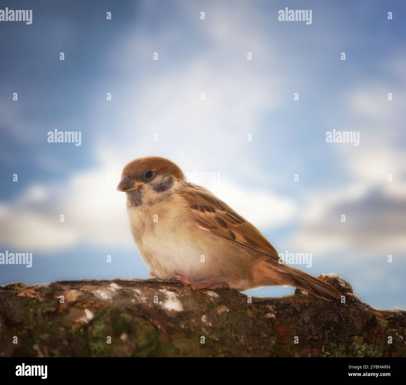 Oiseau, moineau et branche en plein air avec ciel bleu, nature et environnement pour la conservation et la faune. Espèce animale, plume et passeridae avec Banque D'Images