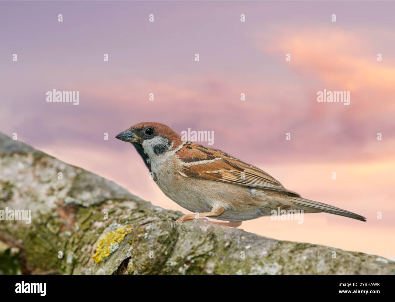Oiseau, moineau et branche en plein air avec le ciel, la nature et l'environnement pour la conservation et la faune. Espèce animale, plume et passeridae avec écosystème Banque D'Images
