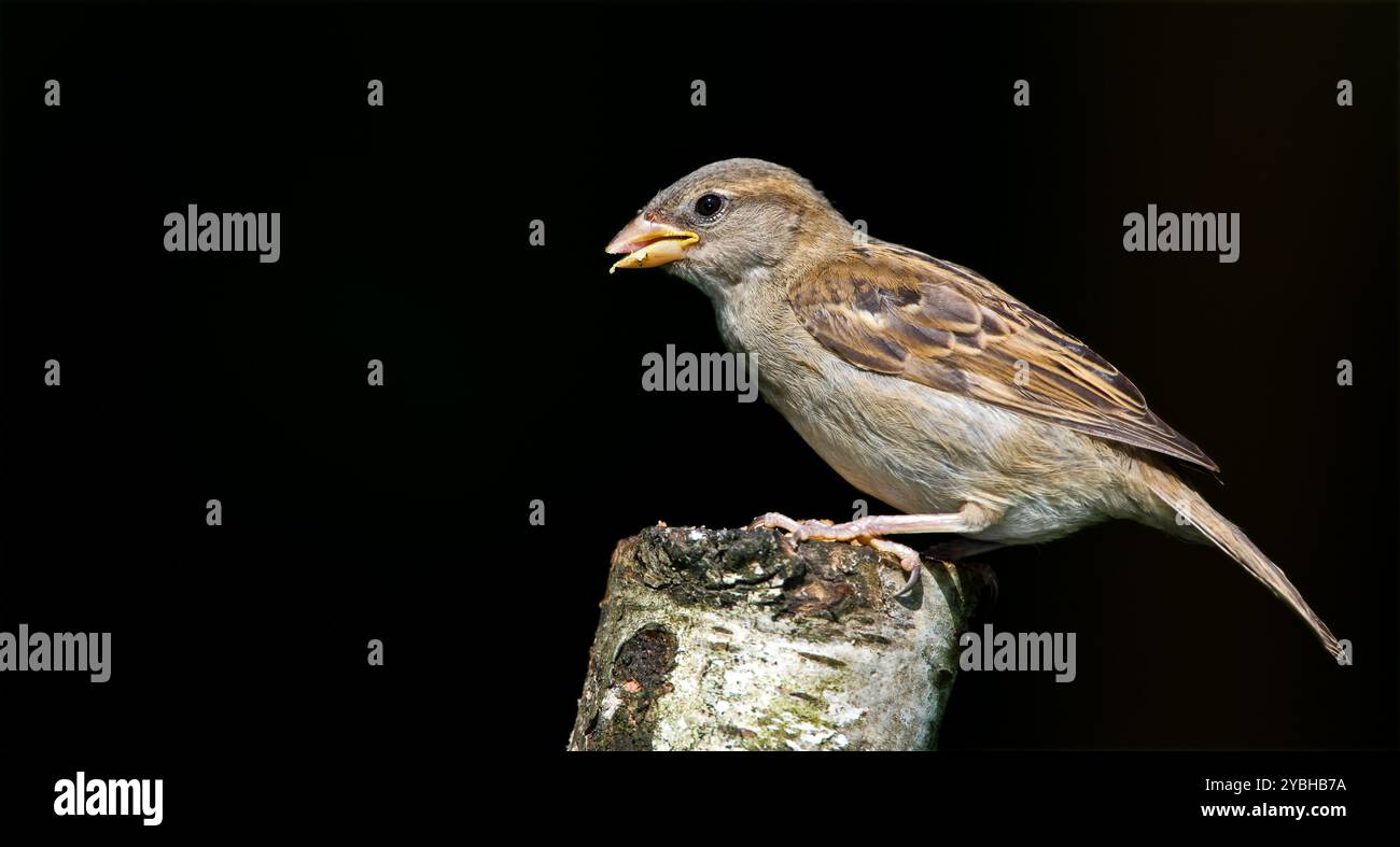 Oiseau, moineau et branche sur fond noir avec la nature et respectueux de l'environnement pour la conservation de la faune. Animal, plume et espèces naturelles avec studio Banque D'Images