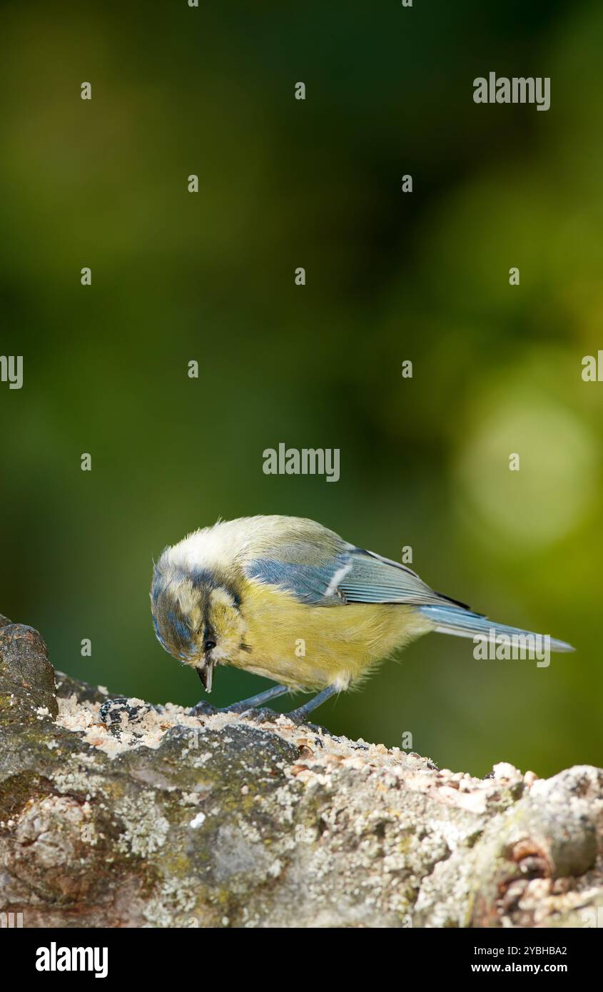 Oiseau, arbres et bleu érurasien en plein air avec la nature, le vert et l'environnement pour la conservation ou la faune. Espèces animales, plumes et paridae avec Banque D'Images