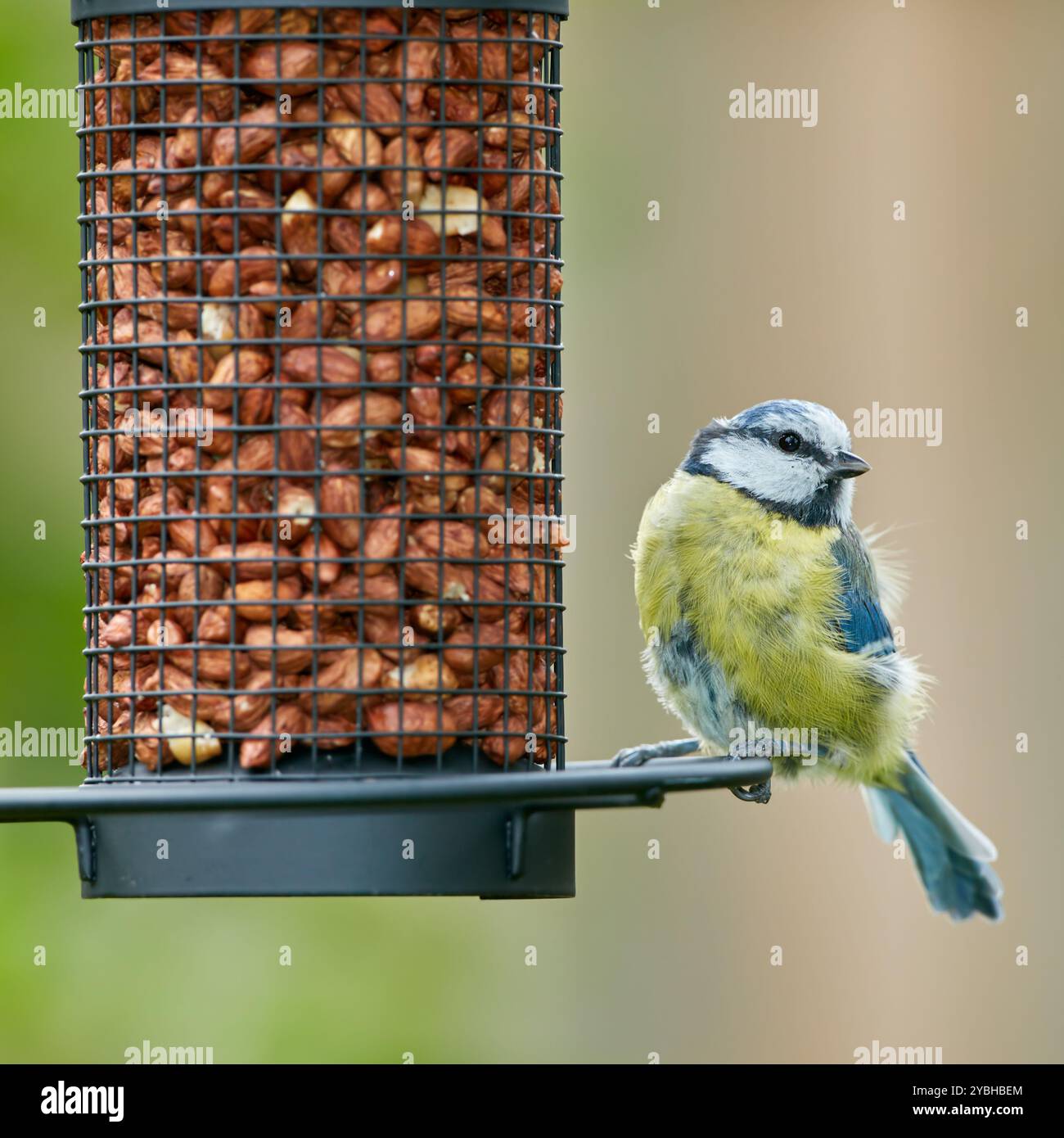 Oiseau, mangeoire et bleu érurasien dans la nature avec des ailes, de la nourriture et de l'environnement pour la conservation ou la faune. Espèces animales, plumes et paridae avec Banque D'Images
