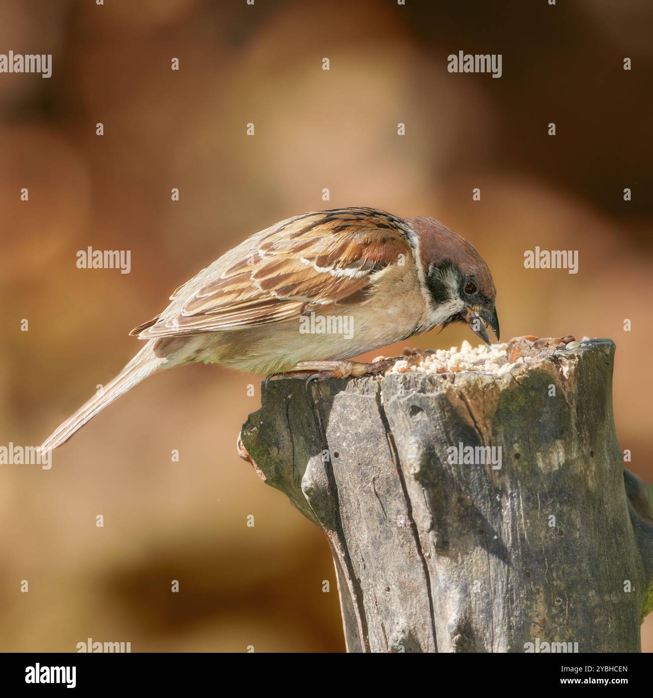 Oiseau, moineau et bois en plein air avec ailes, nature et environnement pour la conservation et la faune. Espèce animale, plume et passeridae avec écosystème Banque D'Images