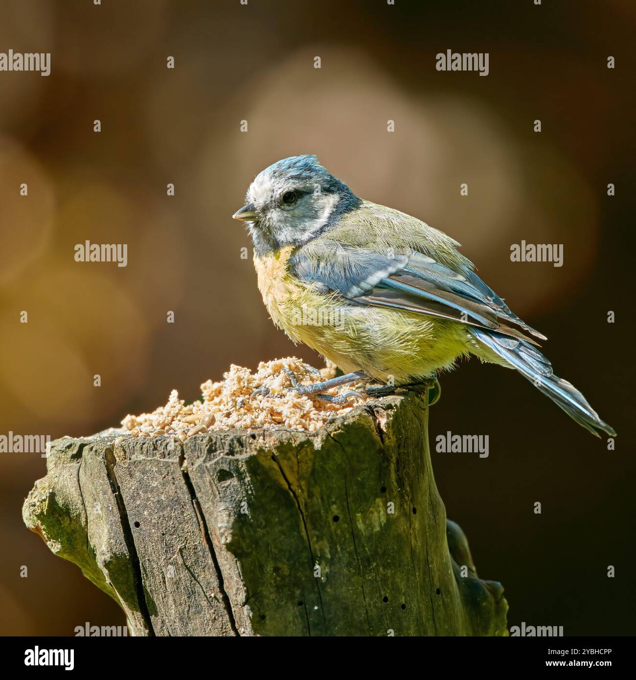 Oiseau, bois et bleu érurasien en plein air avec nature, ailes et environnement pour la conservation ou la faune. Espèces animales, plumes et paridae avec Banque D'Images